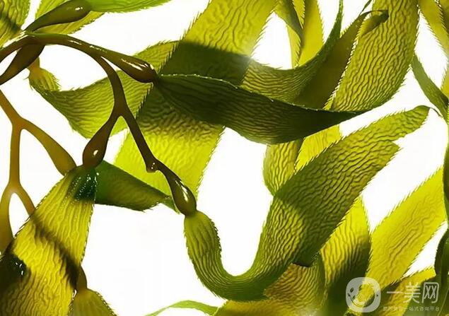 腰腹抽脂后吃什么利于恢復(fù) 哪些食物比較適合呢？ 