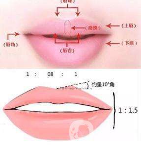 弓形唇與仰月唇區(qū)別是什么