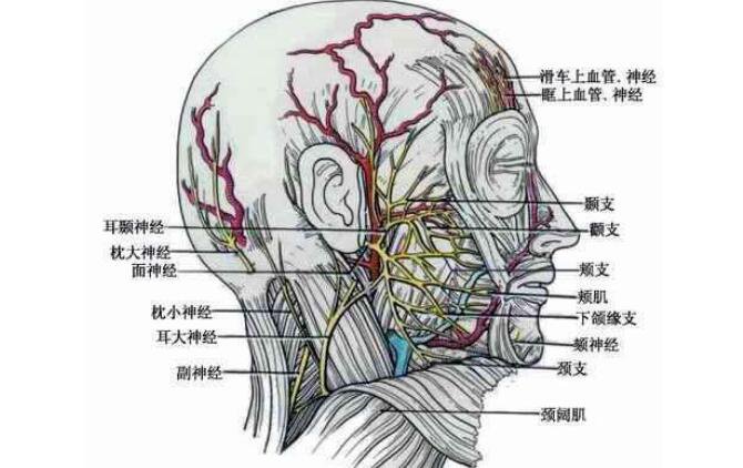 面部纖維溶解手術(shù)
