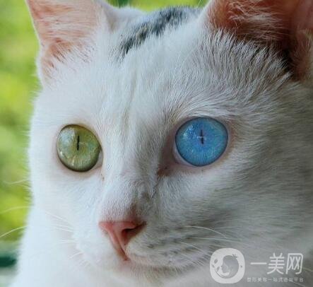 拉雙眼皮的危害是什么？術(shù)后注意事項(xiàng)有哪些？
