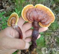 菌菇護(hù)膚，讓你擁有水潤肌膚